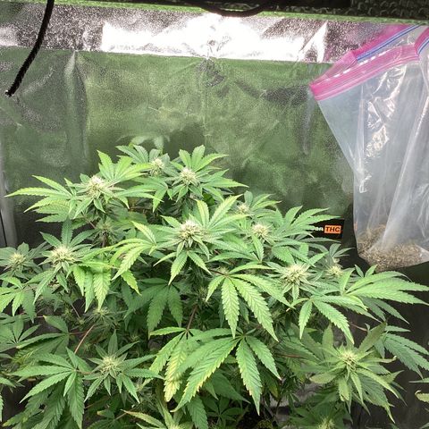 Blue Agave growlog timeline photo