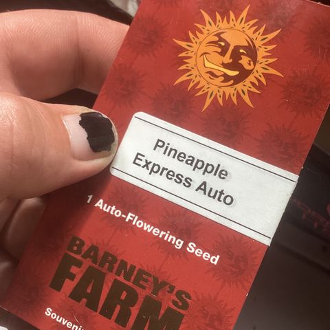 Barney’s Farm Pineapple Express auto growlog timeline photo