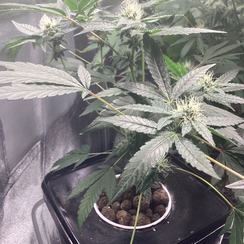 Blue Agave growlog timeline photo
