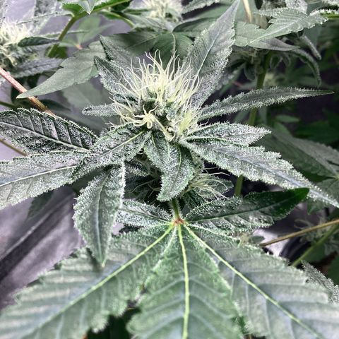 Blue Agave growlog timeline photo