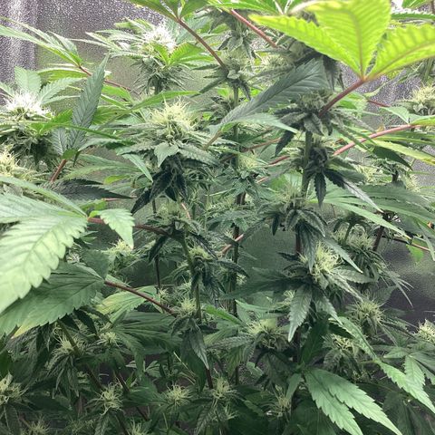 Blue Agave growlog timeline photo