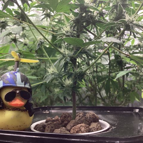 Blue Agave growlog timeline photo