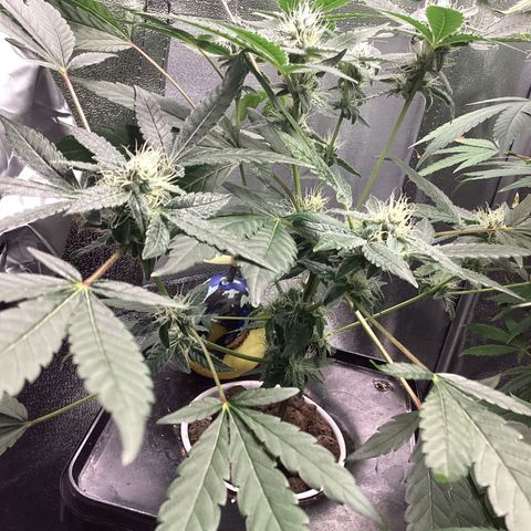 Blue Agave growlog timeline photo