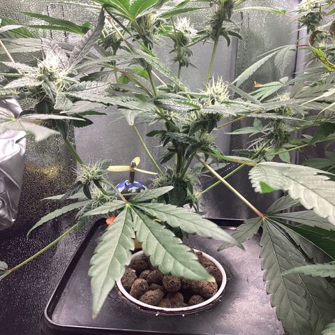 Blue Agave growlog timeline photo