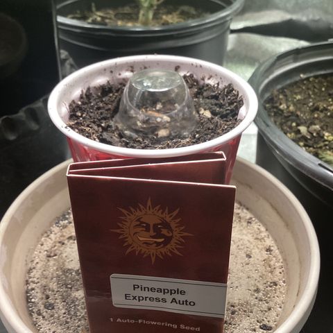 Barney’s Farm Pineapple Express auto growlog timeline photo