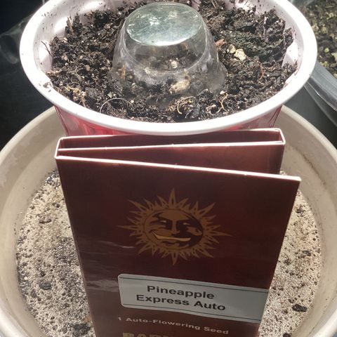 Barney’s Farm Pineapple Express auto growlog timeline photo