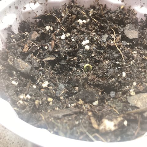Barney’s Farm Pineapple Express auto growlog timeline photo