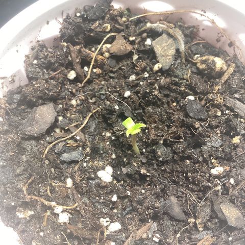 Barney’s Farm Pineapple Express auto growlog timeline photo