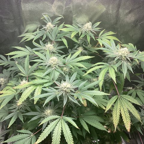 Blue Agave growlog timeline photo