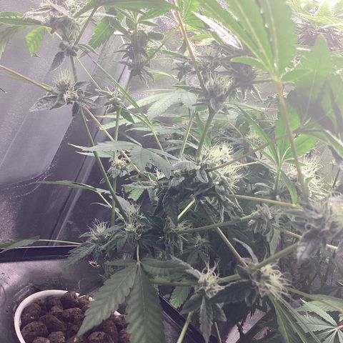 Blue Agave growlog timeline photo