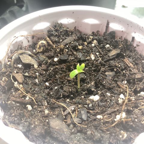 Barney’s Farm Pineapple Express auto growlog timeline photo