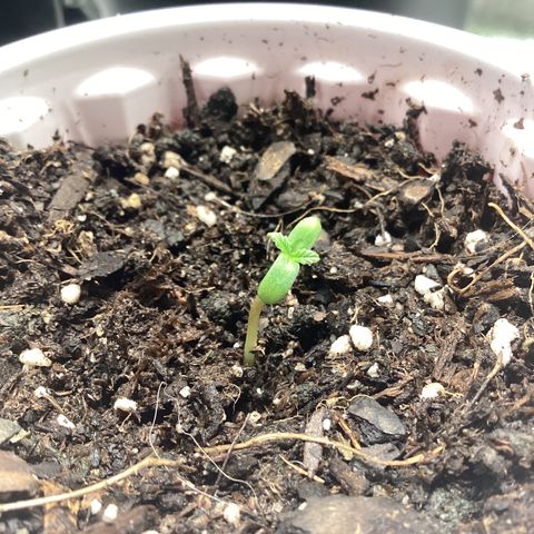 Barney’s Farm Pineapple Express auto growlog timeline photo