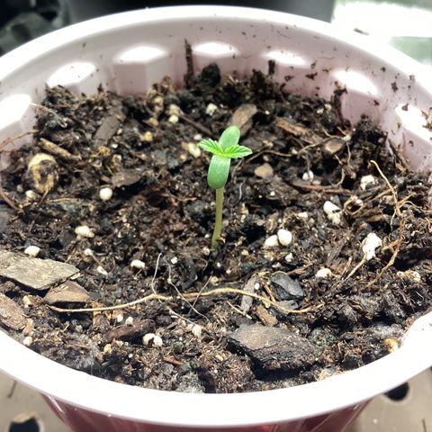 Barney’s Farm Pineapple Express auto growlog timeline photo