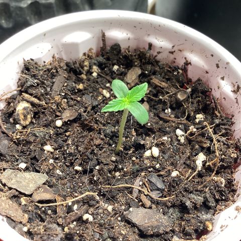 Barney’s Farm Pineapple Express auto growlog timeline photo
