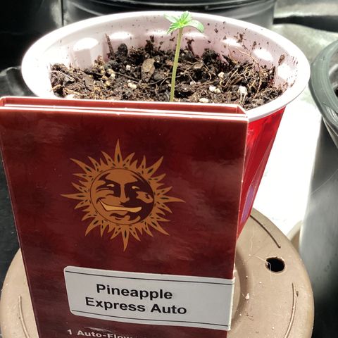 Barney’s Farm Pineapple Express auto growlog timeline photo