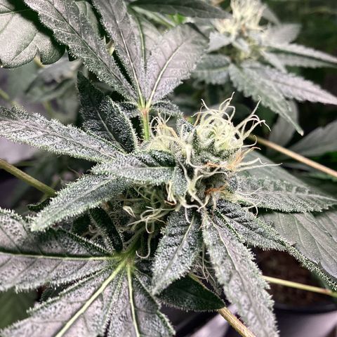 Blue Agave growlog timeline photo