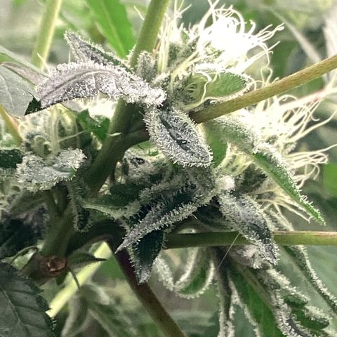 Blue Agave growlog timeline photo