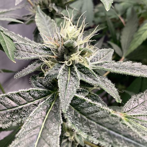 Blue Agave growlog timeline photo