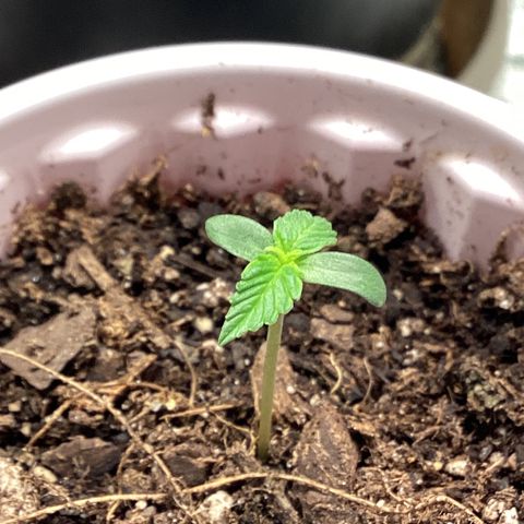 Barney’s Farm Pineapple Express auto growlog timeline photo