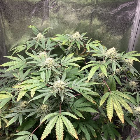 Blue Agave growlog timeline photo