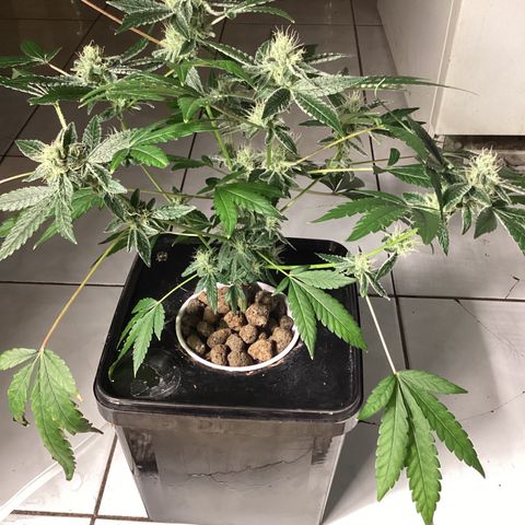 Blue Agave growlog timeline photo