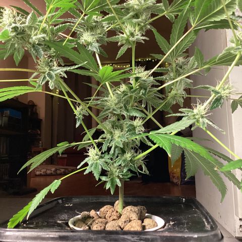 Blue Agave growlog timeline photo