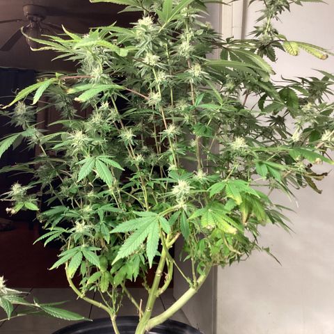 Blue Agave growlog timeline photo
