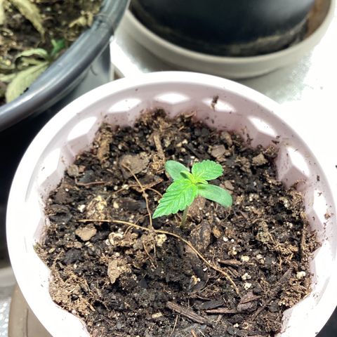 Barney’s Farm Pineapple Express auto growlog timeline photo