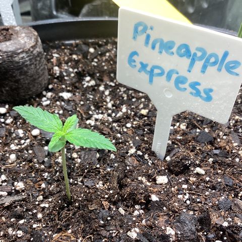 Barney’s Farm Pineapple Express auto growlog timeline photo