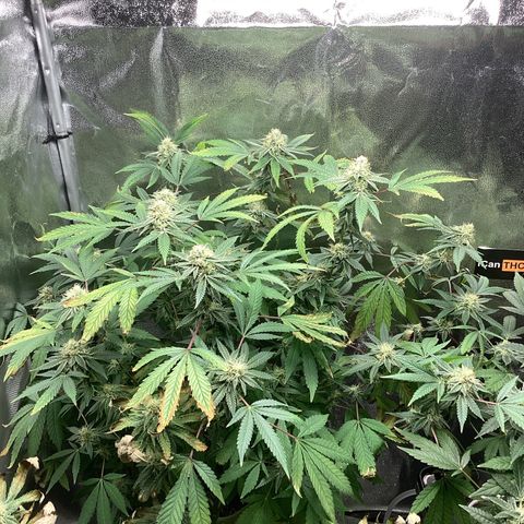 Blue Agave growlog timeline photo