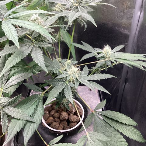 Blue Agave growlog timeline photo