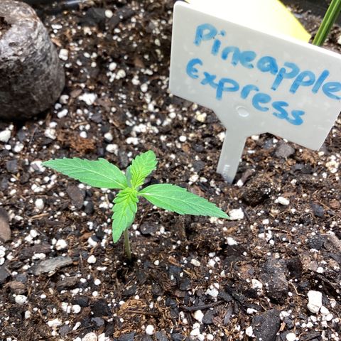 Barney’s Farm Pineapple Express auto growlog timeline photo