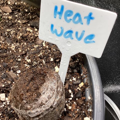 Heat Wave growlog timeline photo