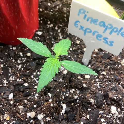 Barney’s Farm Pineapple Express auto growlog timeline photo