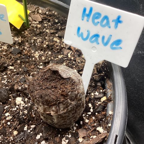 Heat Wave growlog timeline photo