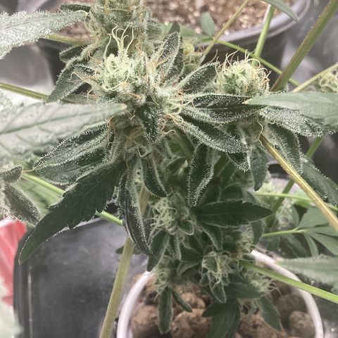 Blue Agave growlog timeline photo