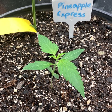 Barney’s Farm Pineapple Express auto growlog timeline photo