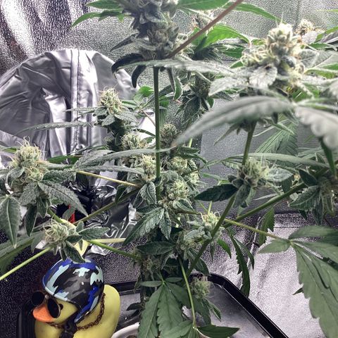 Blue Agave growlog timeline photo