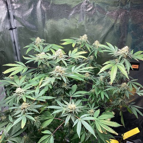 Blue Agave growlog timeline photo