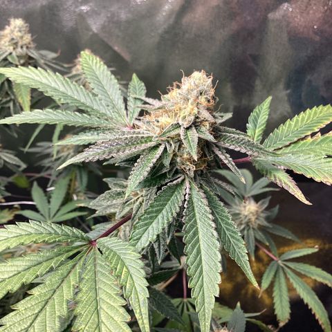 Blue Agave growlog timeline photo