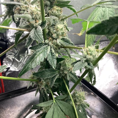Blue Agave growlog timeline photo