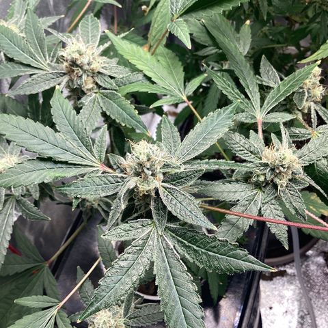 Blue Agave growlog timeline photo