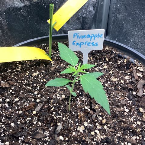 Barney’s Farm Pineapple Express auto growlog timeline photo