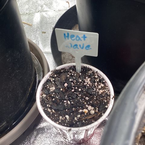 Heat Wave growlog timeline photo