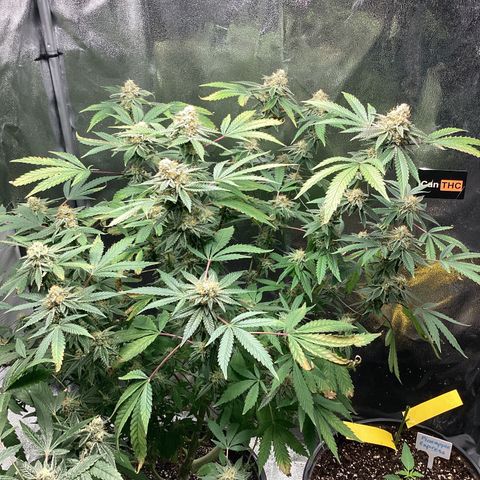 Blue Agave growlog timeline photo