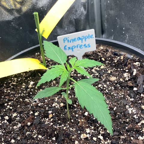 Barney’s Farm Pineapple Express auto growlog timeline photo