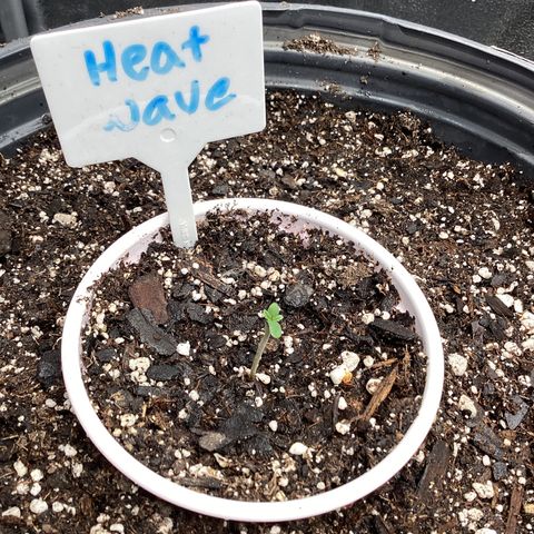 Heat Wave growlog timeline photo