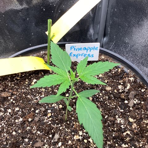 Barney’s Farm Pineapple Express auto growlog timeline photo