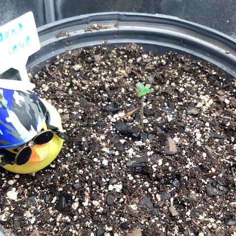 Heat Wave growlog timeline photo