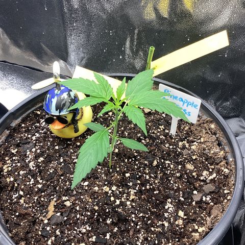 Barney’s Farm Pineapple Express auto growlog timeline photo